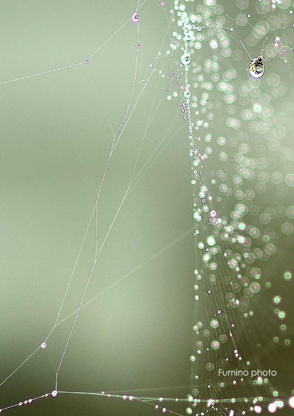 クモの糸