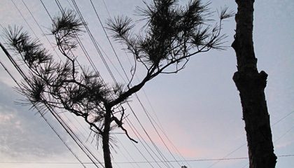 赤松イメージ