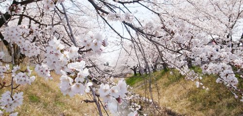 桜全景