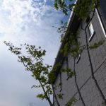 雑木の庭6