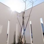 雑木の庭の作り方
