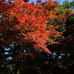 紅葉４