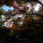 紅葉１