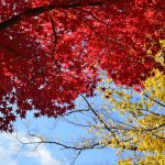 黄色と赤紅葉