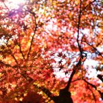 紅葉５
