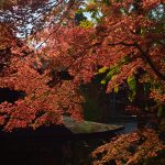 紅葉２