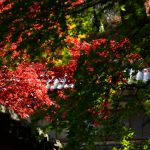 塀と紅葉