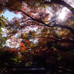 紅葉６