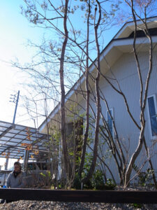 アカマツイメージ