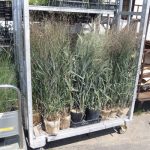 ガーデニングワールドカップ　植物検品　ハンセハームス