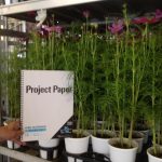 ガーデニングワールドカップ　植物検品　コスモス発見