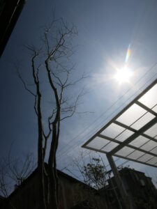 モミジトｶｰﾎﾟｰﾄ