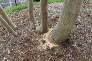 テッポウムシ被害