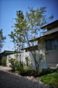 雑木の寄せ植え