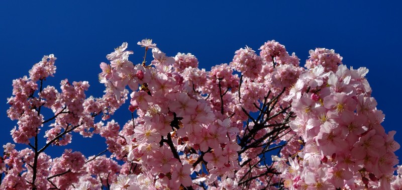 河津桜