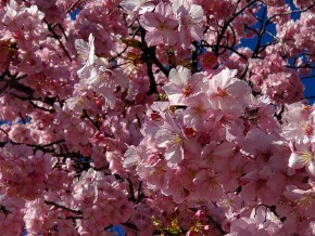 河津桜