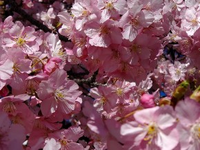 河津桜