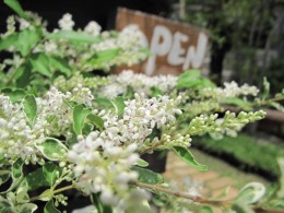 5月に花が咲く常緑低木 シルバープリペット 愛知の庭 外構デザイン ティーズガーデンスクエア