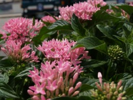 夏に強い花 ペンタス ６月２５日 愛知の庭 外構デザイン ティーズガーデンスクエア