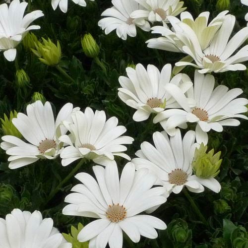 ディモルフォセカ