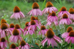 夏の花 エキナセア 14 6 27 愛知の庭 外構デザイン ティーズガーデンスクエア 夏の花 エキナセア 14 6 27 愛知の庭 外構デザイン ティーズガーデンスクエア