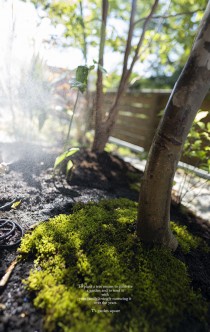 苔の庭