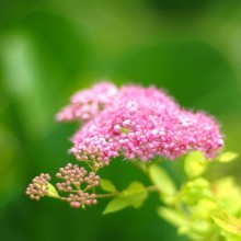 シモツケ・ゴールドフレイム花