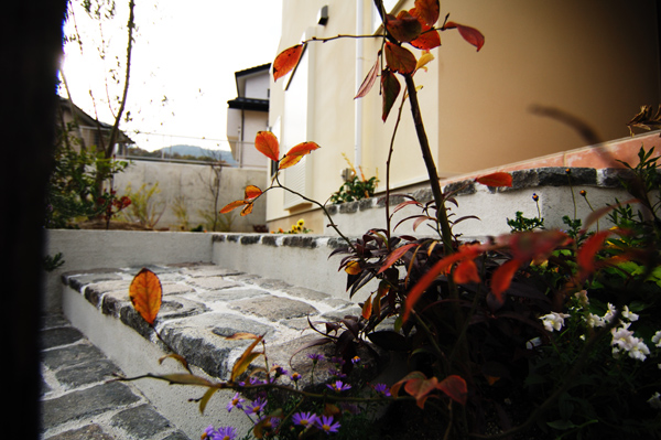 ブルーベリ　パパママハウス