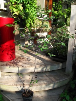 ジューンベリー アメリカザイフリボク 赤い実の果樹 高木 愛知の庭 外構デザイン ティーズガーデンスクエア