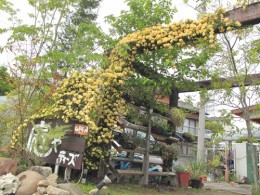モッコウバラの誘因 植栽アーチの作り方 愛知の庭 外構デザイン ティーズガーデンスクエア