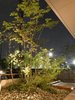 ライトアップ雑木林の庭 成長しました 愛知の庭 外構デザイン ティーズガーデンスクエア