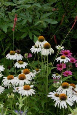 夏の花 エキナセア 14 6 27 愛知の庭 外構デザイン ティーズガーデンスクエア 夏の花 エキナセア 14 6 27 愛知の庭 外構デザイン ティーズガーデンスクエア