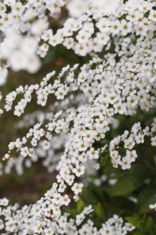 ユキヤナギ花