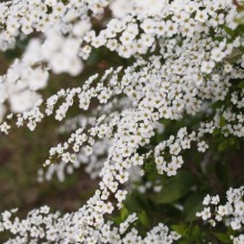 ユキヤナギ花