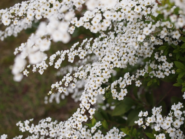 ユキヤナギ花