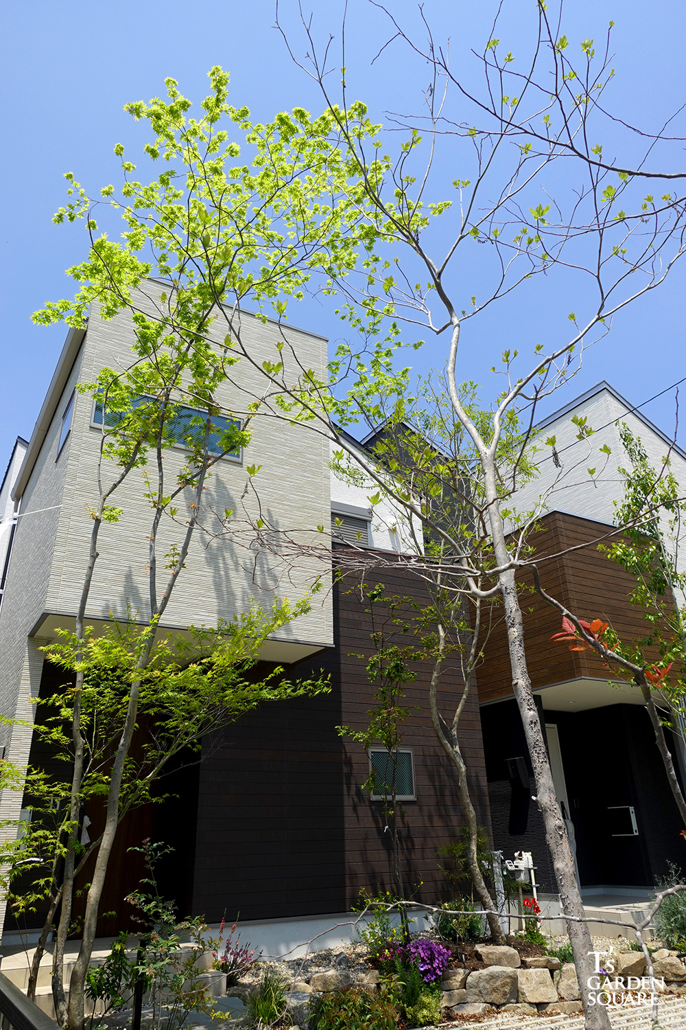 コハウチワカエデ