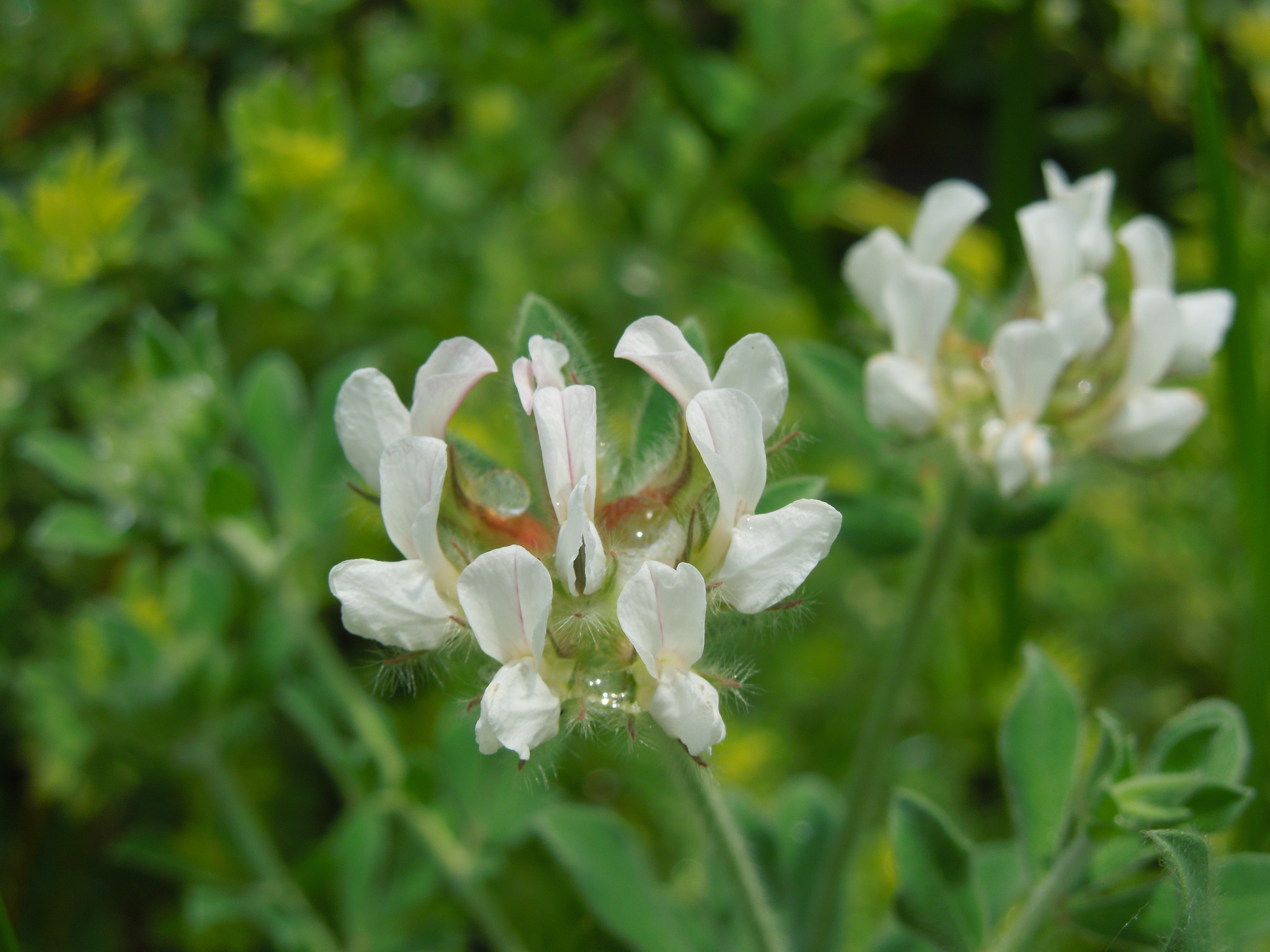 ロータスブリムストーン花