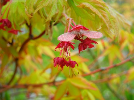 モミジの花