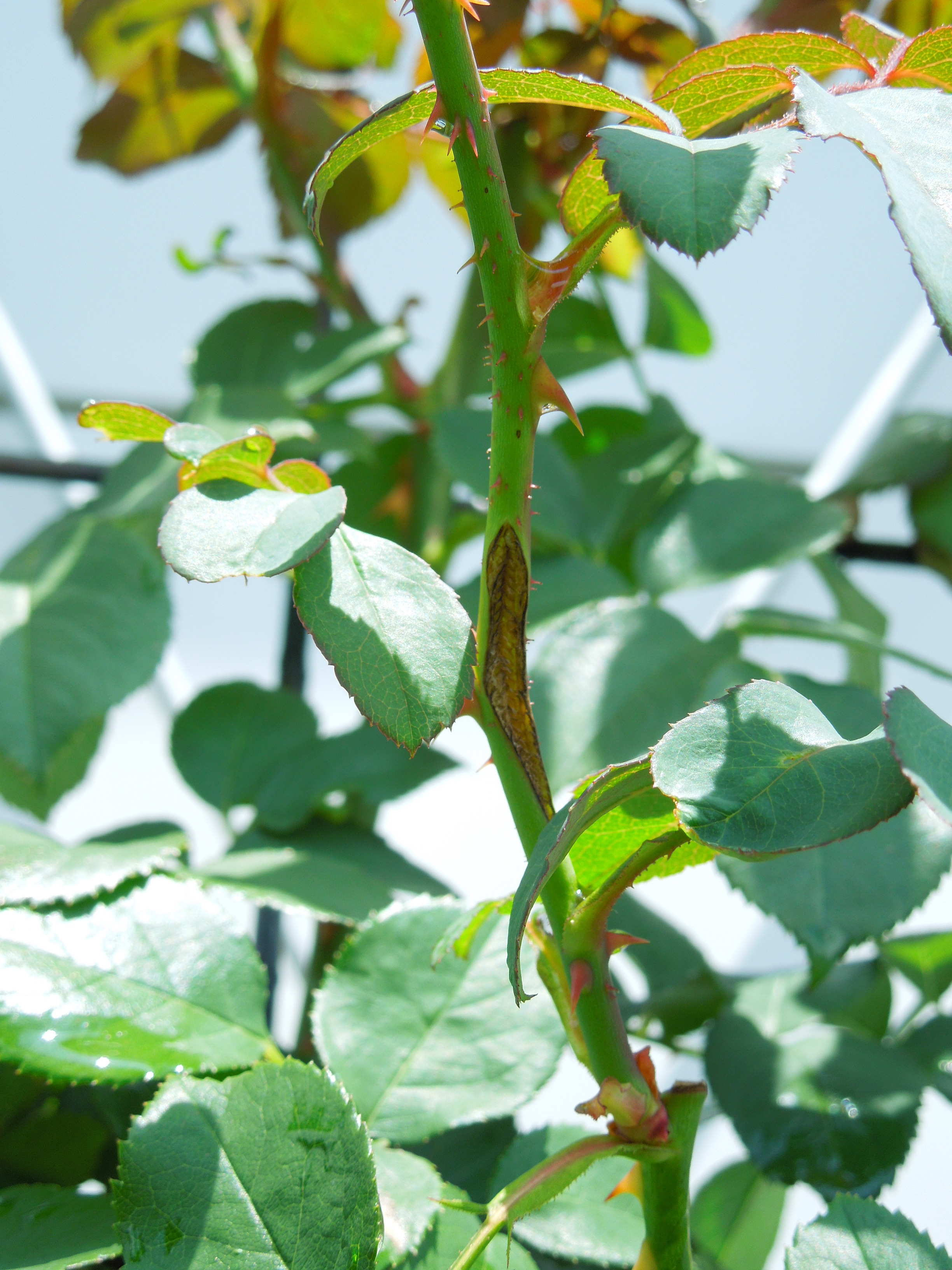 チュウレンジバチ産卵痕