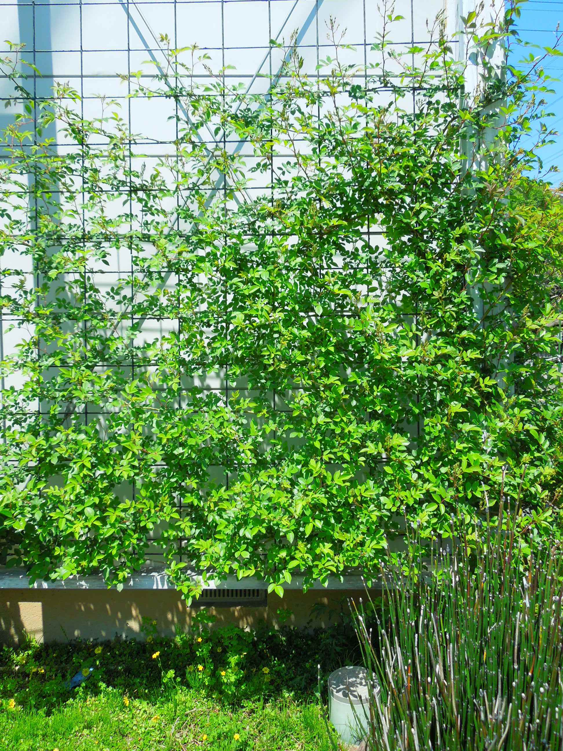 ポールズヒマラヤンムスク