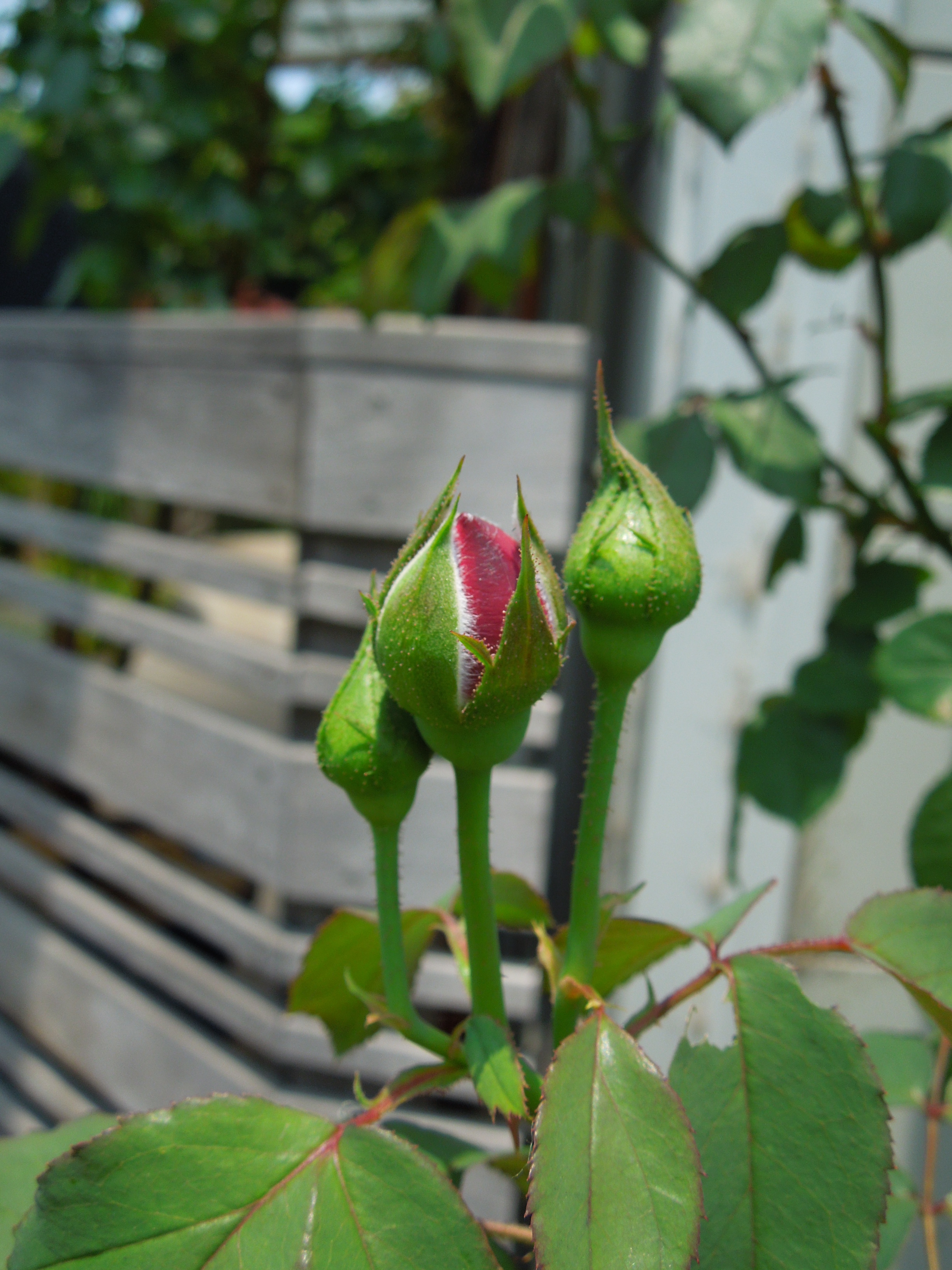シャンテ・ロゼ・ミサト