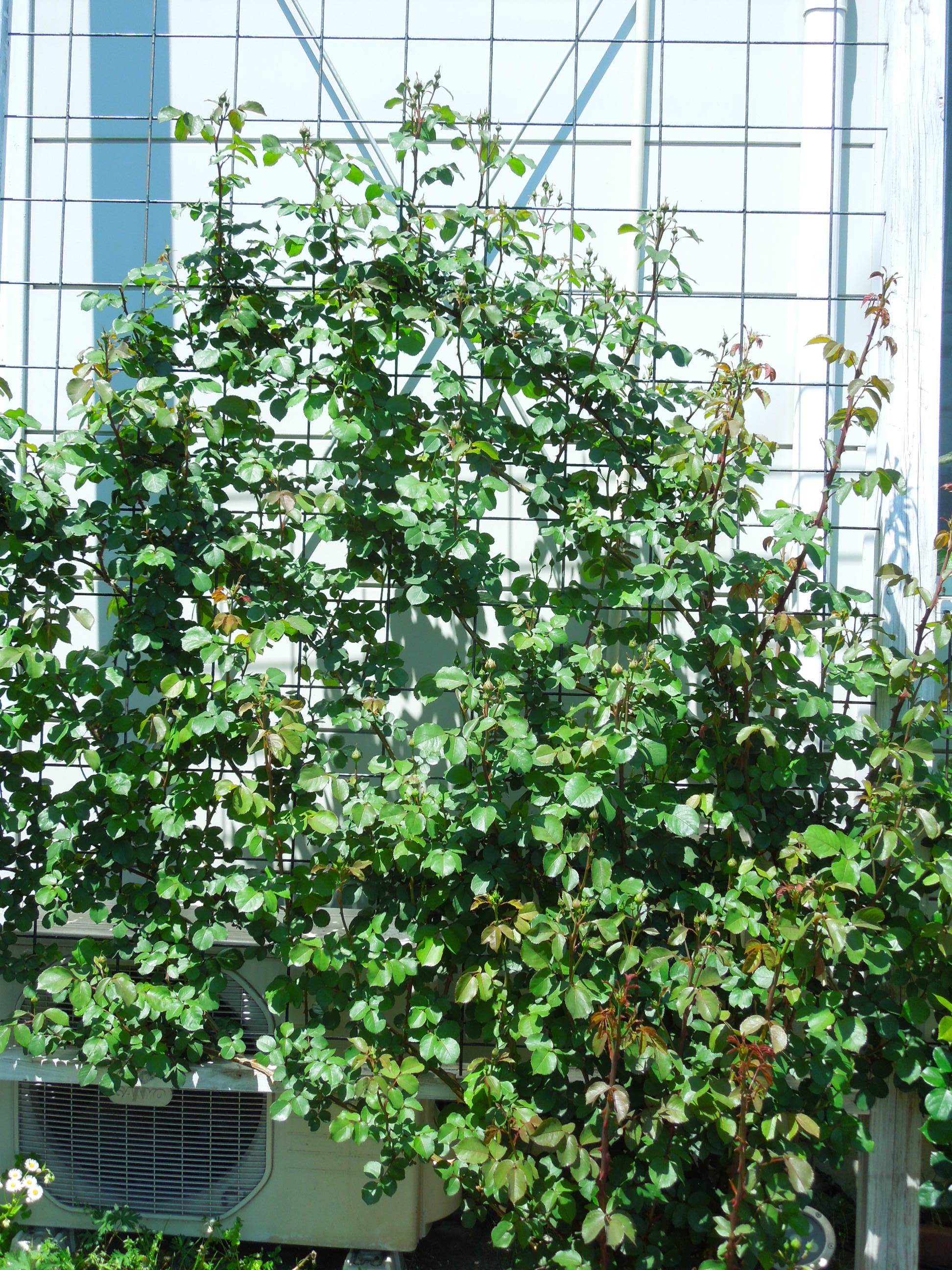 シャンテロゼミサト