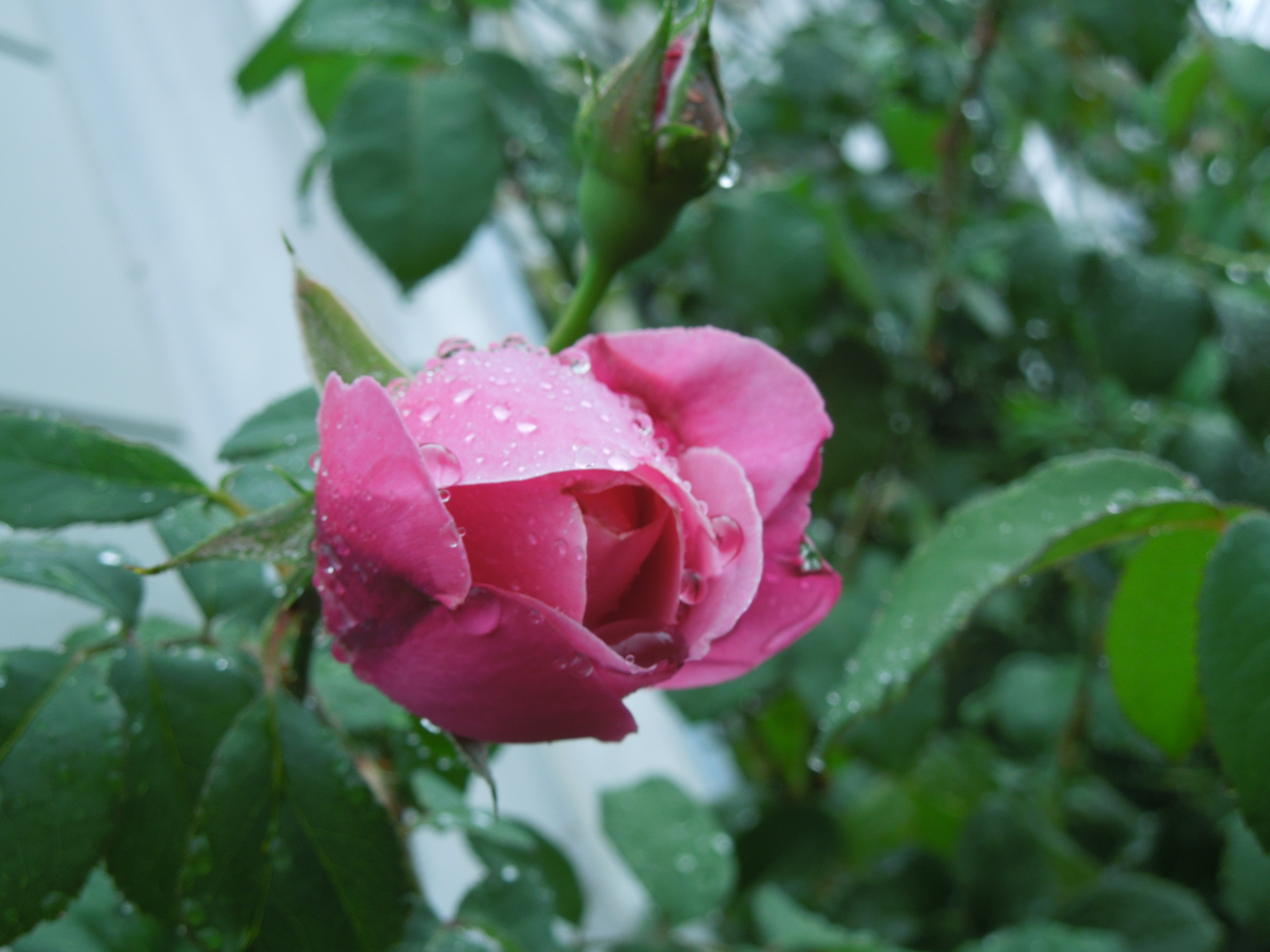 シャンテ・ロゼ・ミサト蕾
