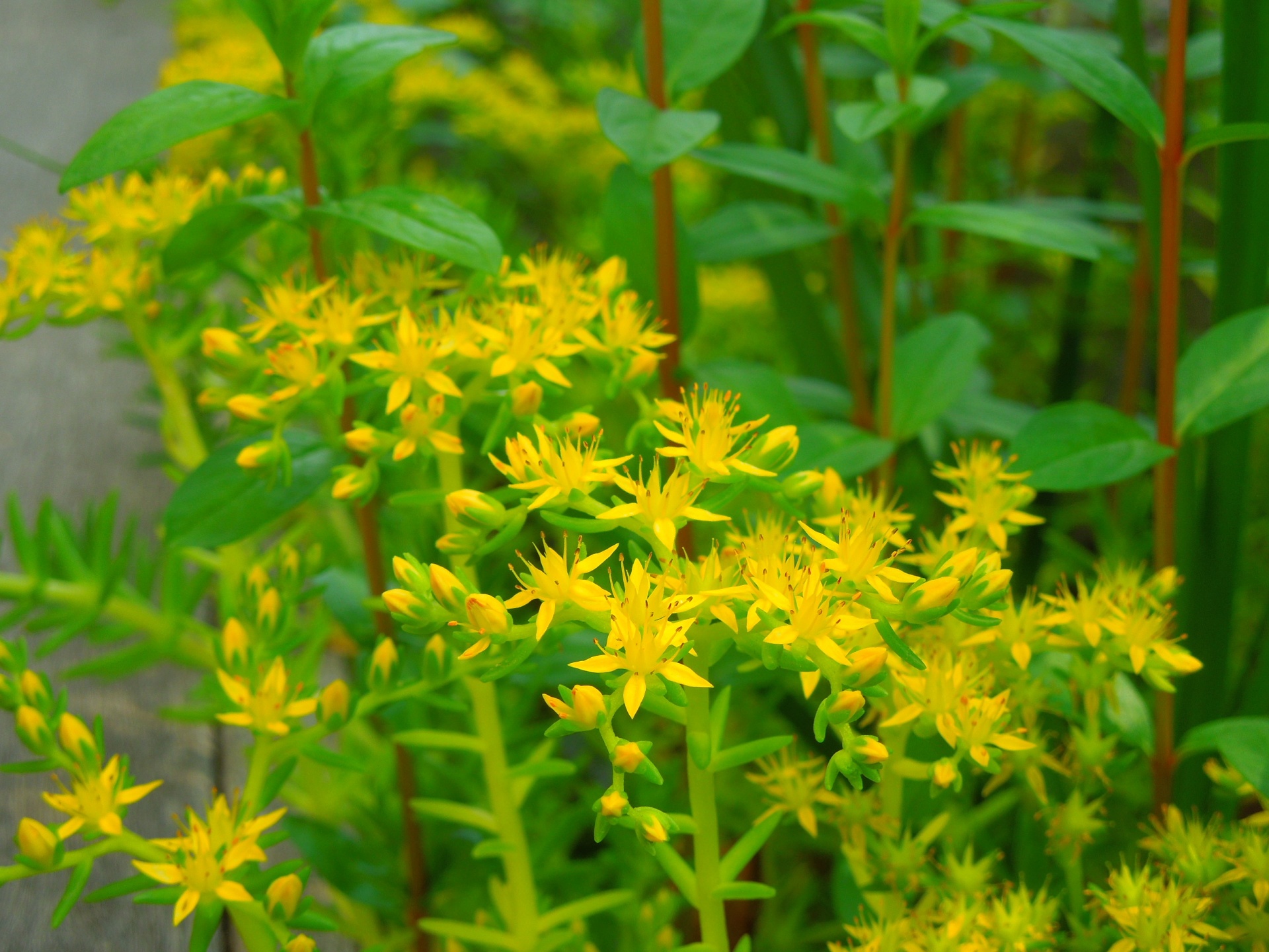 メキシコマンネングサ