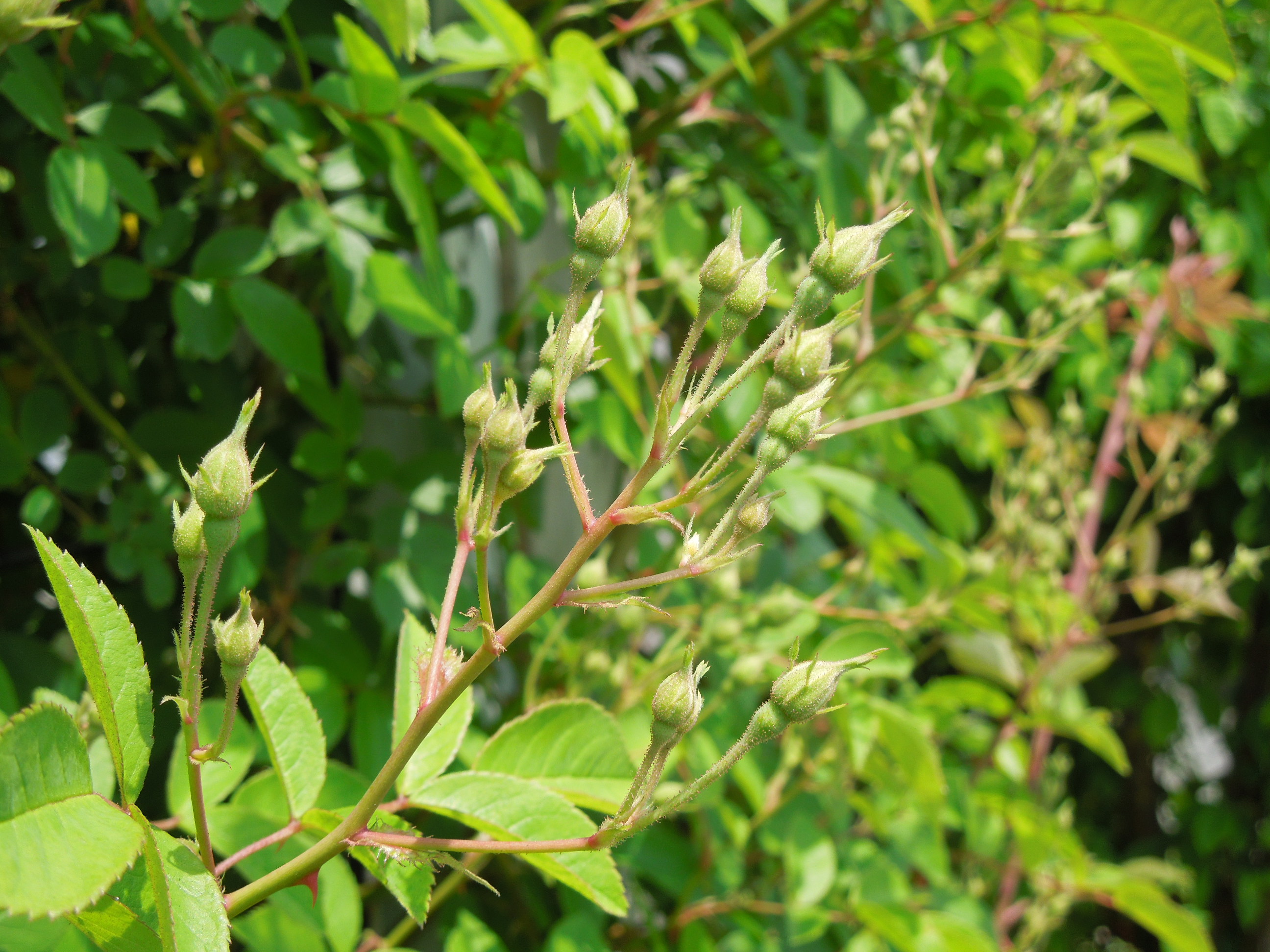 ポールズヒマラヤンムスク