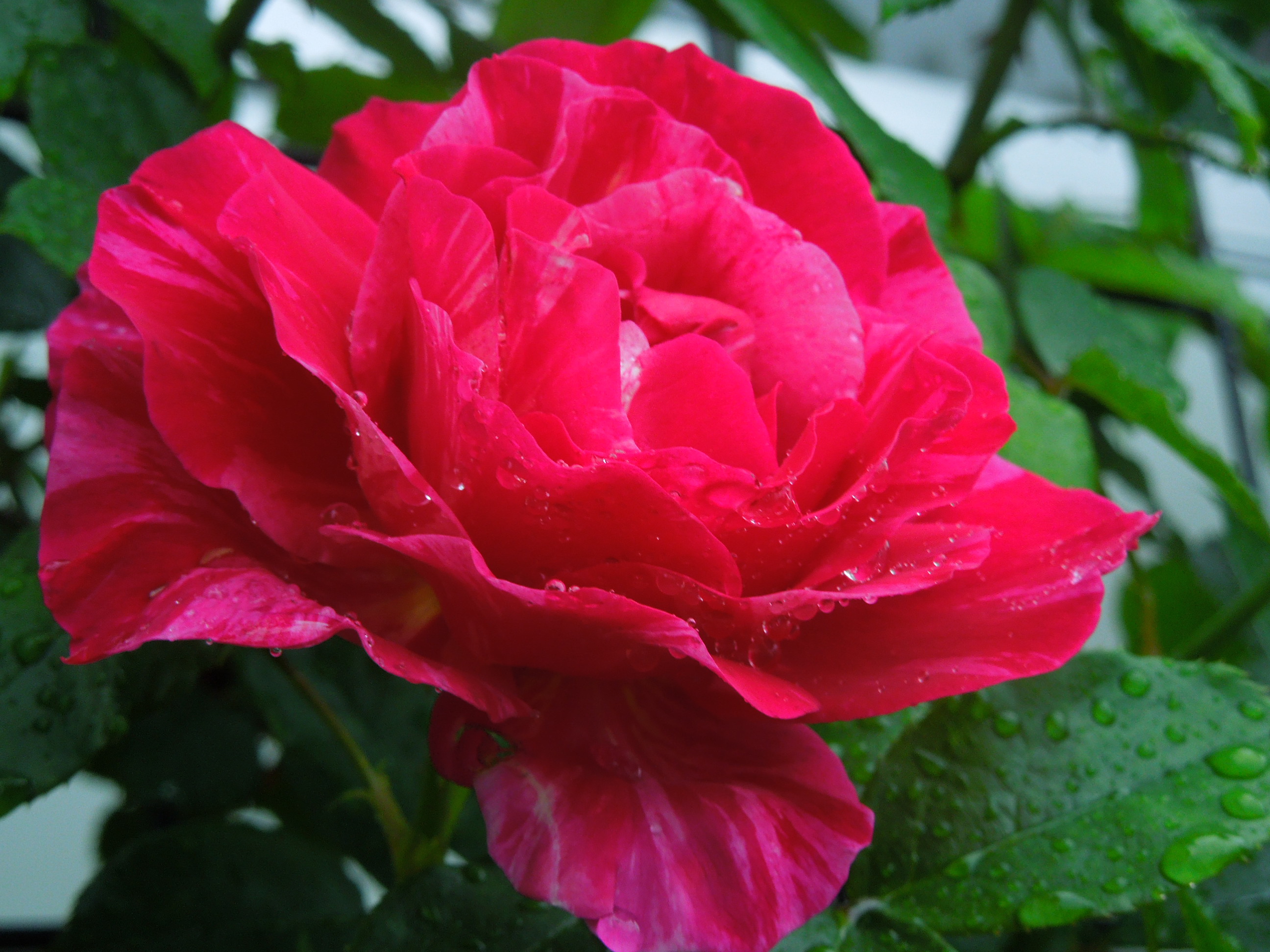 ギー・サヴォア