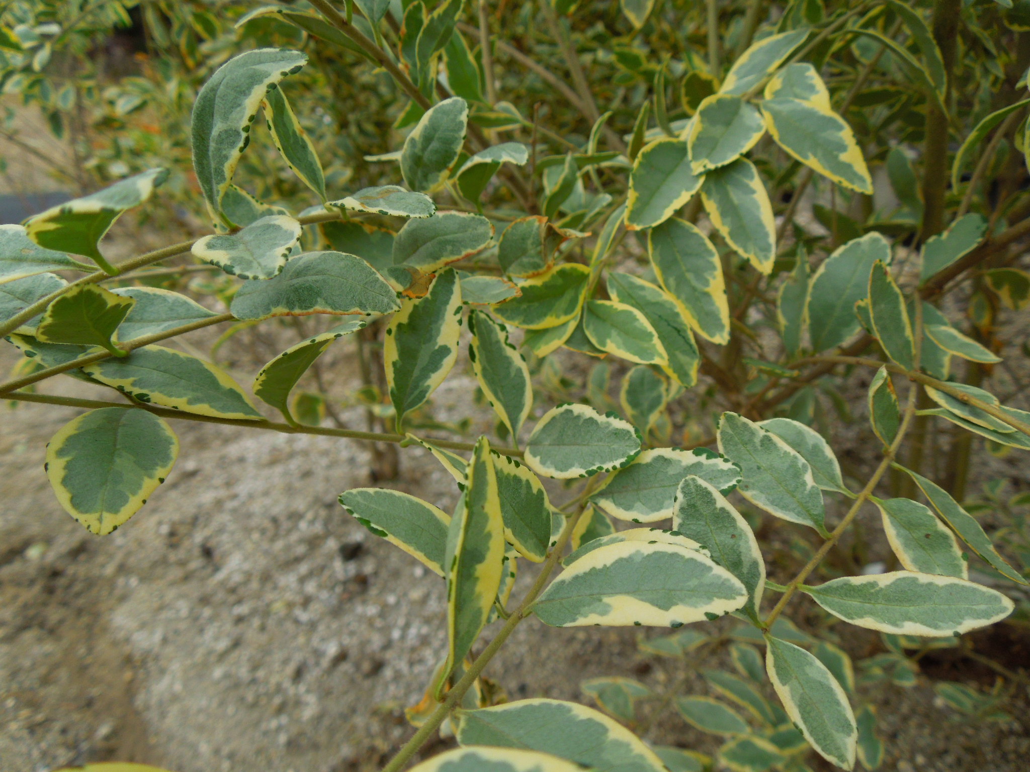 シルバープリペット葉