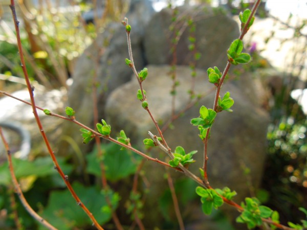 ユキヤナギ芽