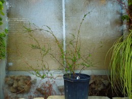 ユキヤナギ 枝いっぱいに白い花が咲く 愛知の庭 外構デザイン ティーズガーデンスクエア