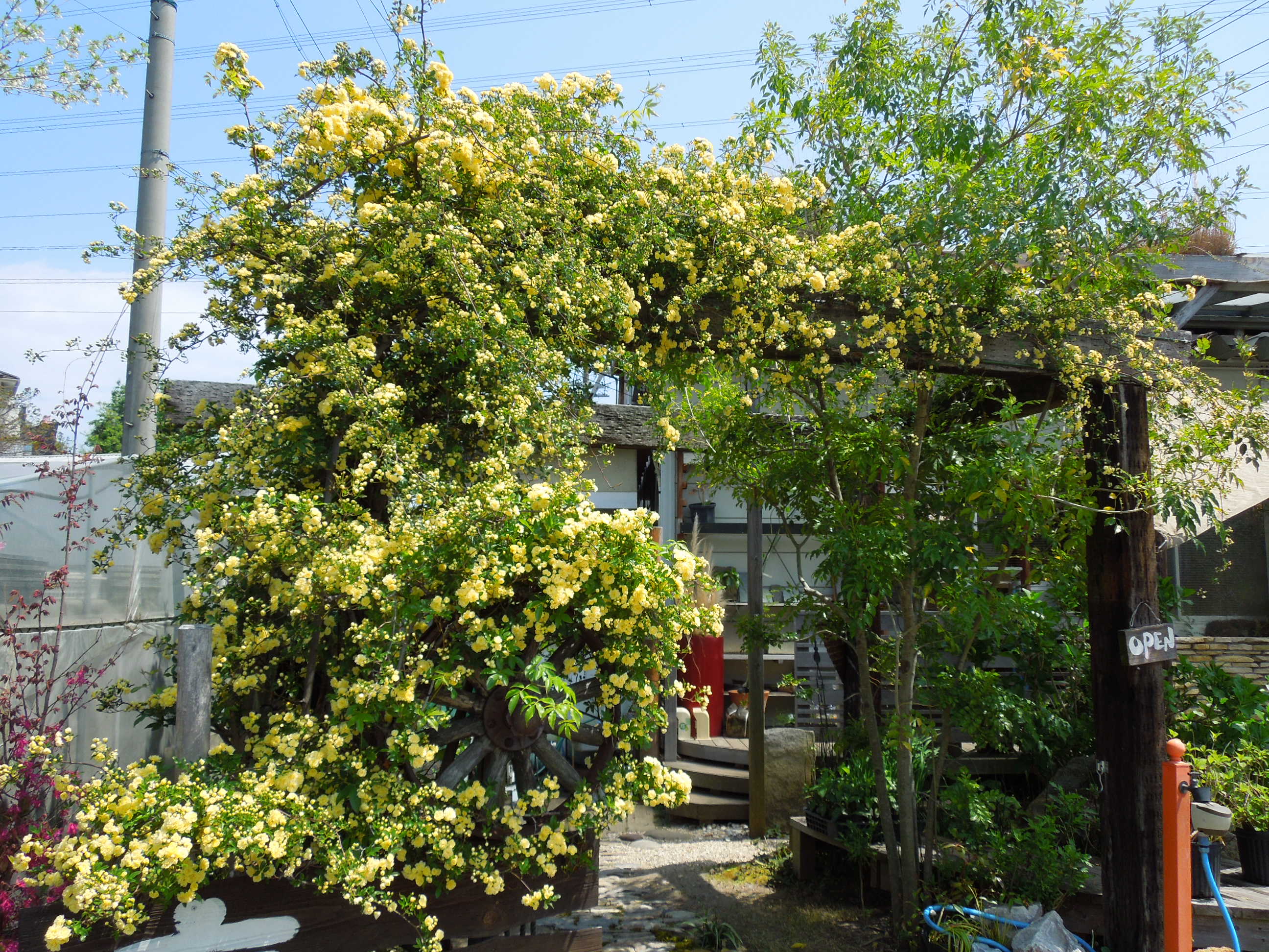 DSCN1476モッコウバラ